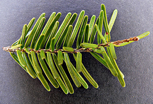 image of Tsuga caroliniana, Carolina Hemlock, Crag Hemlock