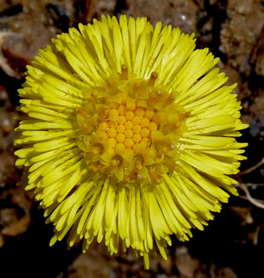 image of Tussilago farfara, Coltsfoot