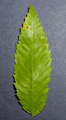 image of Ulmus alata, Winged Elm