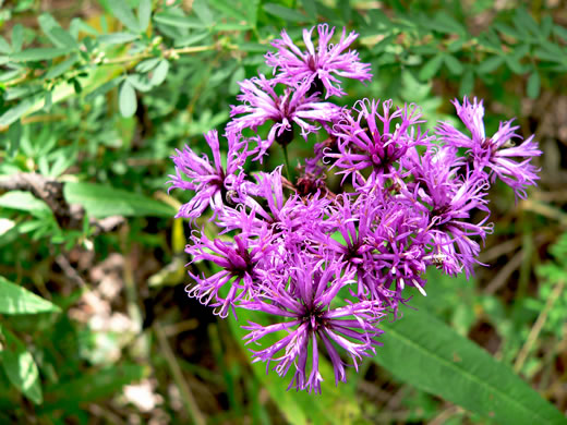 image of Vernonia gigantea, Tall Ironweed, Common Ironweed, Giant Ironweed