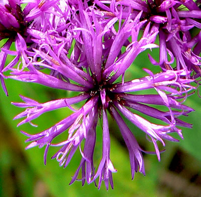 image of Vernonia gigantea, Tall Ironweed, Common Ironweed, Giant Ironweed