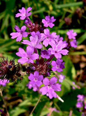 image of Verbena rigida, Stiff Verbena, Tuberous Vervain, Veiny Vervain