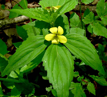 image of Viola tripartita, Threepart Violet, Three-parted Yellow Violet