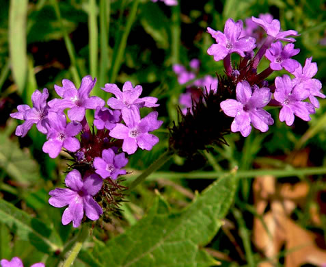 image of Verbena rigida, Stiff Verbena, Tuberous Vervain, Veiny Vervain