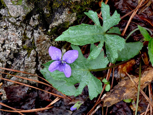 image of Viola palmata var. palmata, Wood Violet, Southern Three-lobed Violet