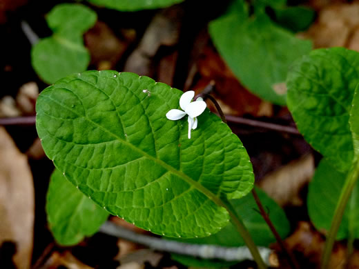 image of Viola primulifolia, Primrose-leaf Violet