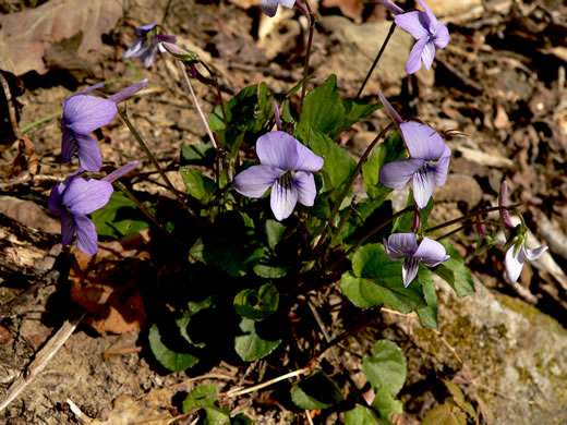 image of Viola rostrata, Longspur Violet