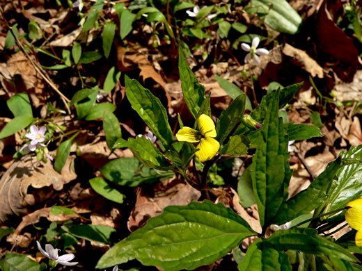 image of Viola tripartita, Threepart Violet, Three-parted Yellow Violet