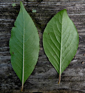 image of Viburnum prunifolium, Blackhaw, Nannyberry