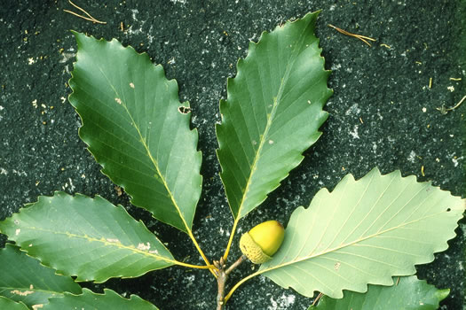 Quercus montana, Rock Chestnut Oak, Mountain Oak, Tanbark Oak