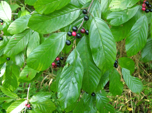 image of Frangula caroliniana, Carolina Buckthorn, Polecat-tree, Indian Currant, Indian-cherry