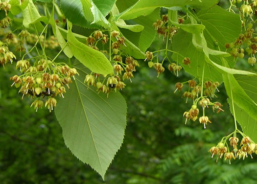 image of Tilia americana var. heterophylla, Mountain Basswood, White Basswood