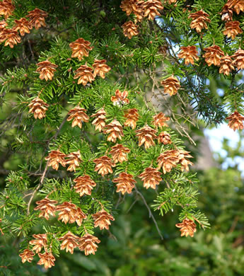 image of Tsuga caroliniana, Carolina Hemlock, Crag Hemlock