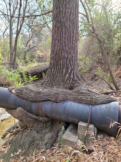 image of Populus deltoides ssp. monilifera, Plains Cottonwood, Texas Cottonwood