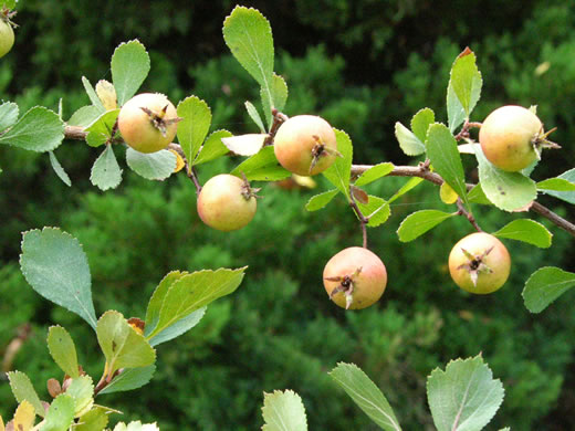 image of Crataegus munda, Dwarf Hawthorn, Restful Hawthorn, Neat Hawthorn