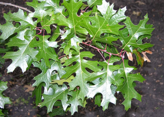 image of Quercus buckleyi, Buckley's Oak