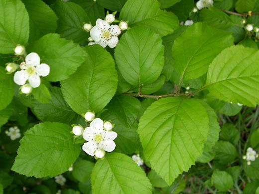 image of Crataegus triflora, Threeflower Hawthorn