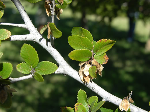 image of Ulmus crassifolia, Cedar Elm