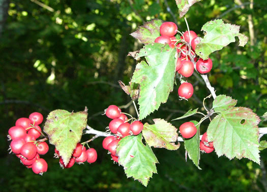 image of Crataegus macrosperma, Eastern Hawthorn