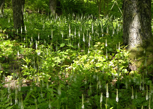 image of Galax urceolata, Galax, Beetleweed