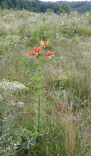 image of Lilium superbum, Turk's-cap Lily, Lily-royal, Superb Lily