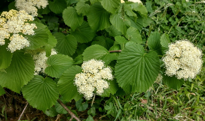 image of Viburnum molle, Soft Arrowwood