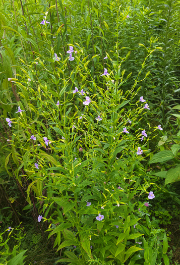 image of Mimulus ringens var. ringens, Allegheny Monkeyflower, Square-stemmed Monkeyflower