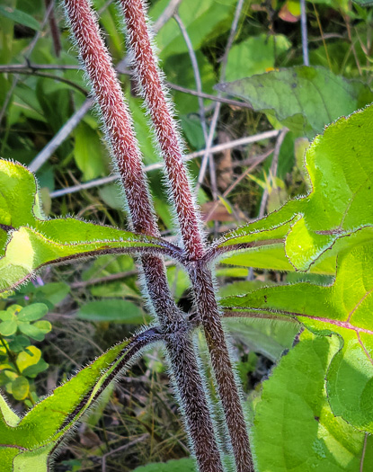 image of Helianthus atrorubens, Purple-disk Sunflower, Hairy Wood Sunflower, Appalachian Sunflower