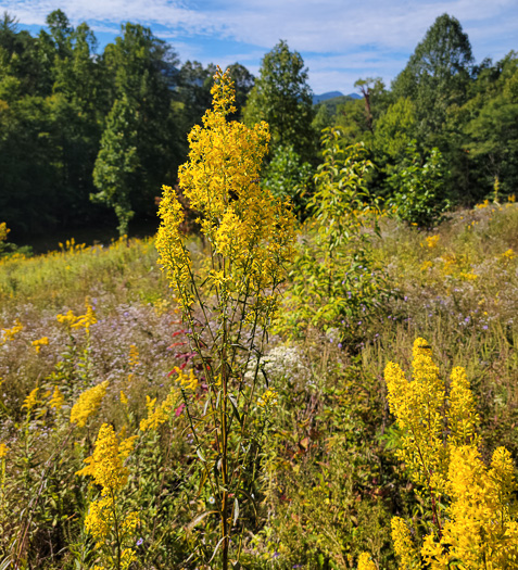 panicle