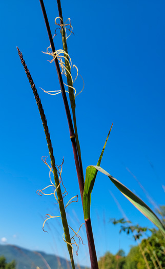 image of Tripsacum dactyloides var. dactyloides, Gama Grass, Eastern Gamagrass