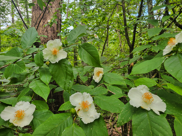 image of Stewartia ovata, Mountain Camellia, Mountain Stewartia