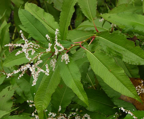 panicle