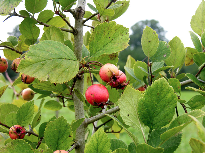 image of Crataegus triflora, Threeflower Hawthorn