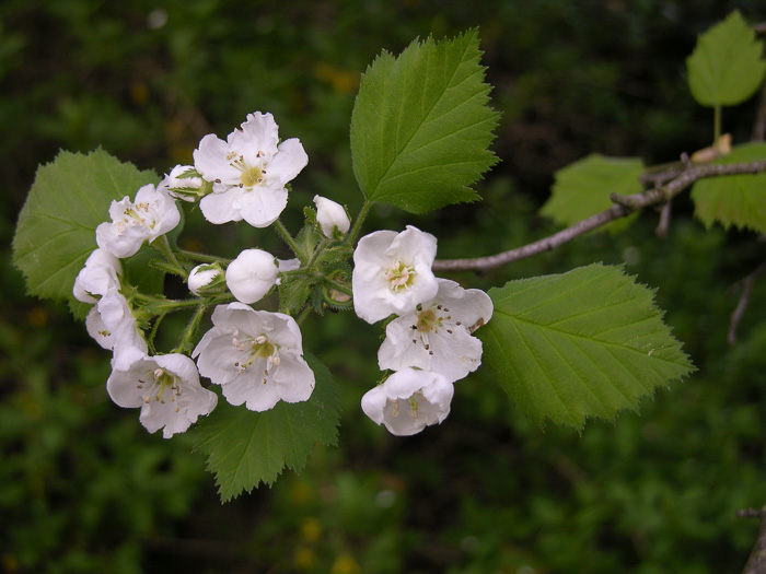 image of Crataegus pennsylvanica, Pennsylvania Hawthorn