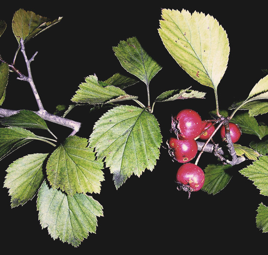 image of Crataegus aemula, Rome Hawthorn