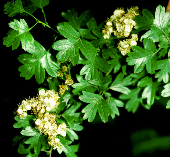 image of Crataegus monogyna, English Hawthorn, Singleseed Hawthorn, One-seeded Hawthorn