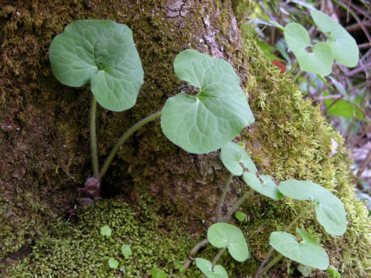 image of Asarum canadense, Common Wild Ginger, Canada Wild Ginger