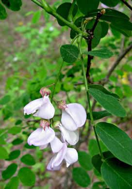 Robinia hispida var. rosea, Boynton's Locust