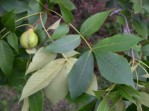 Carya texana, Black Hickory