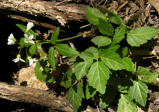 image of Cardamine diphylla, Broadleaf Toothwort, Crinkleroot, Pepperroot, Two-leaved Toothwort