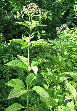 image of Eutrochium steelei, Appalachian Joe-pye-weed, Steele's Joe-pye-weed