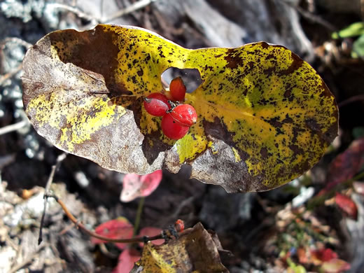 image of Lonicera flava, Yellow Honeysuckle