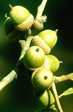 image of Quercus myrtifolia, Myrtle Oak