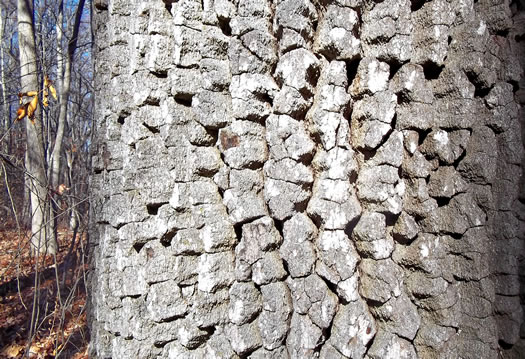 image of Nyssa sylvatica, Blackgum, Black Tupelo, Sour Gum