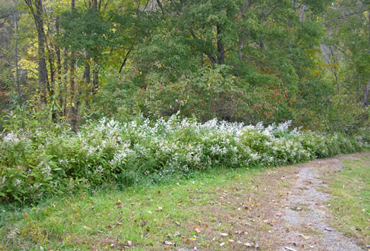 image of Koenigia polystachya, Himalayan Knotweed, Kashmir Plume, cultivated knotweed