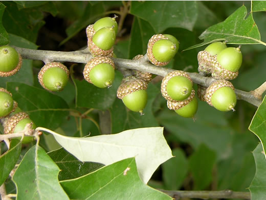 image of Quercus ilicifolia, Bear Oak, Scrub Oak