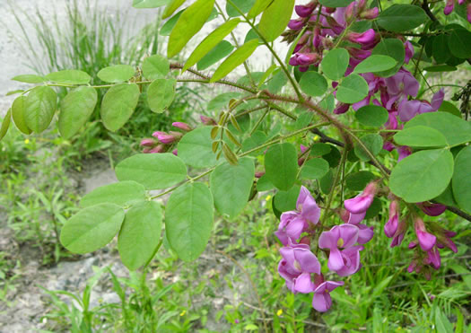 image of Robinia hispida var. hispida, Common Bristly Locust