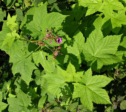 image of Rubacer odoratum, Purple Flowering-raspberry, Thimbleberry, Eastern Mapleleaf-raspberry