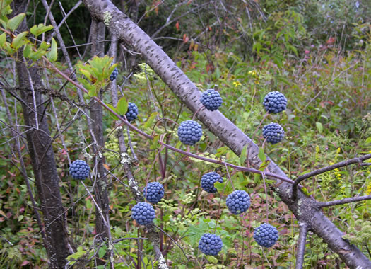 image of Smilax herbacea, Common Carrionflower, Smooth Carrionflower