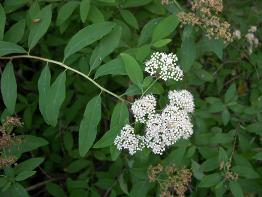 image of Spiraea virginiana, Virginia Spiraea, Appalachian Spiraea, Virginia Meadowsweet